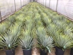 Palmlelie (Yucca Rostrata) -Green Roots Exporteren Winkel yuccarostratac10a 1
