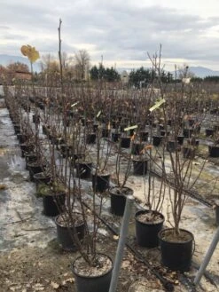 Beverboom (Magnolia Denudata) -Green Roots Exporteren Winkel yulan100cm