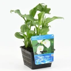Moerasaronskelk (Zantedeschia Aethiopica) -Green Roots Exporteren Winkel zantedeschia aethiopica 18x18 20180510101125 m 13460