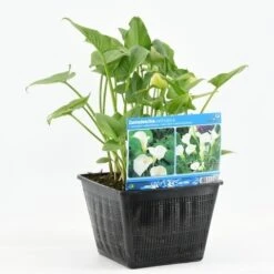 Moerasaronskelk (Zantedeschia Aethiopica) -Green Roots Exporteren Winkel zantedeschia aethiopica 20180430170259 b 13695 p28