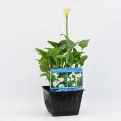 Moerasaronskelk (Zantedeschia Aethiopica) -Green Roots Exporteren Winkel zantedeschia aethiopica 28x28 20180412193859 m 13695