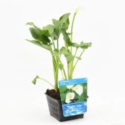 Moerasaronskelk (Zantedeschia Aethiopica) -Green Roots Exporteren Winkel zantedeschia aethiopica s e 13460 p18