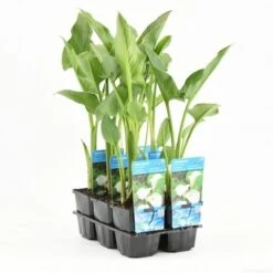 Moerasaronskelk (Zantedeschia Aethiopica) -Green Roots Exporteren Winkel zantedeschia aethiopica t e 11390 p9