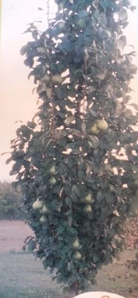 Zuil-peer (Pyrus Communis 'Obelisk') 3 Zuil-peer (Pyrus Communis 'Obelisk') - Afbeelding 3